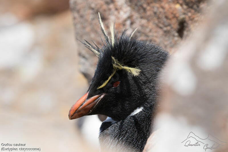Southern Rockhopper Penguinadult breeding, close-up portrait