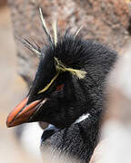 Southern Rockhopper Penguin