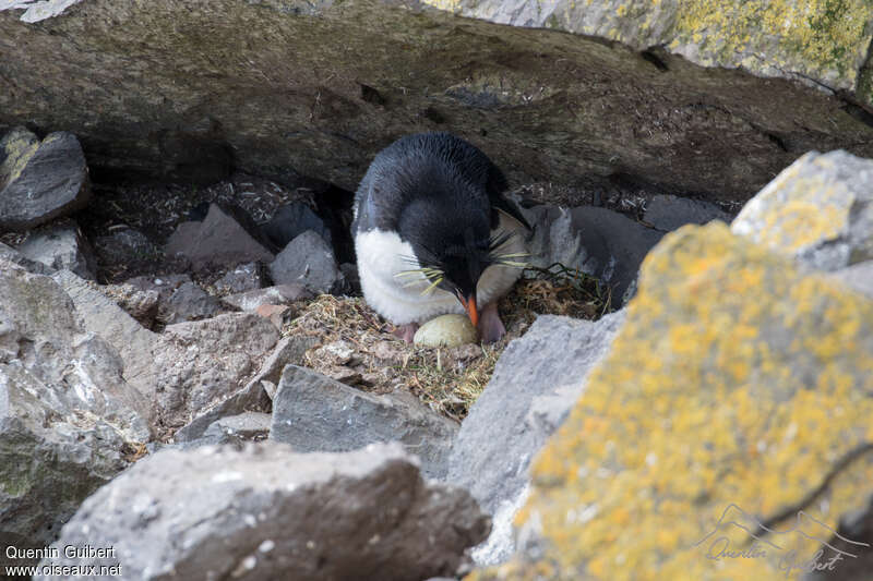 Southern Rockhopper Penguinadult, habitat, Reproduction-nesting