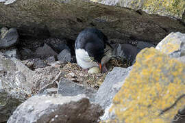 Southern Rockhopper Penguin