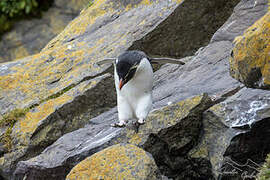 Southern Rockhopper Penguin