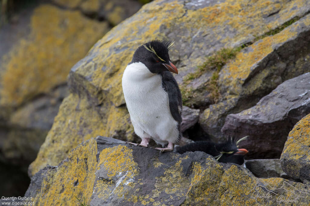 Southern Rockhopper Penguinadult, habitat