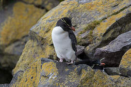 Southern Rockhopper Penguin