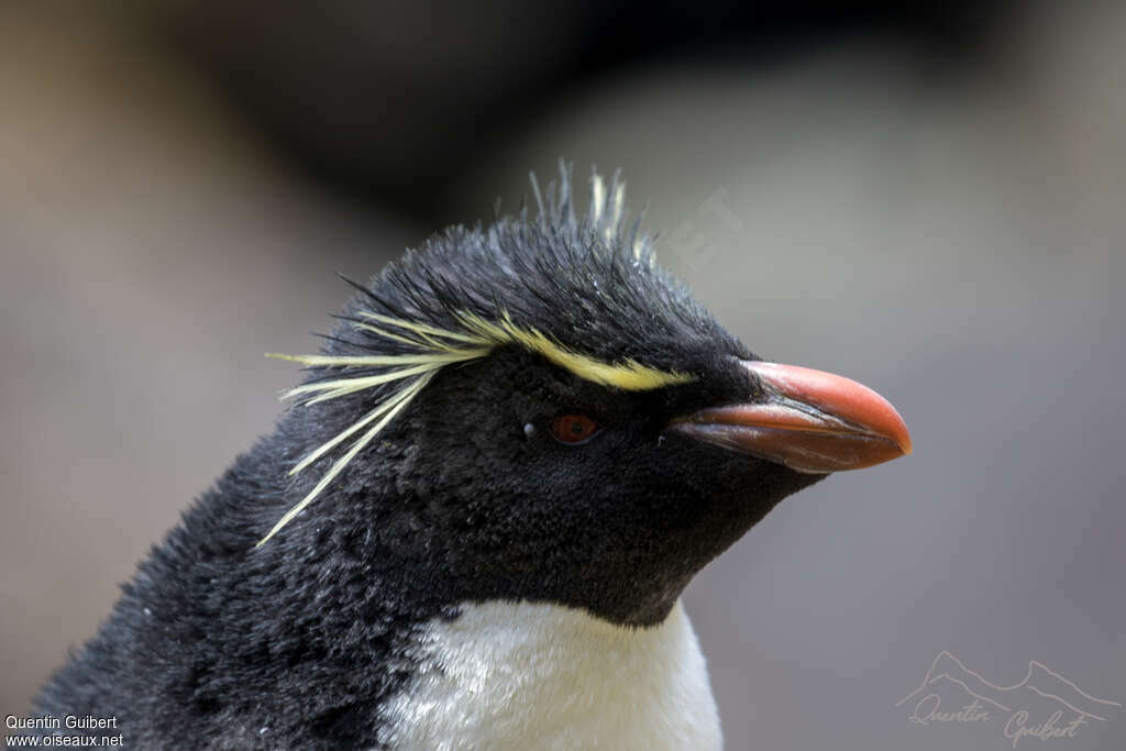 Gorfou sauteuradulte, portrait