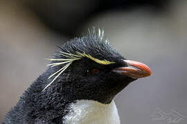 Southern Rockhopper Penguin