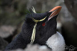 Southern Rockhopper Penguin