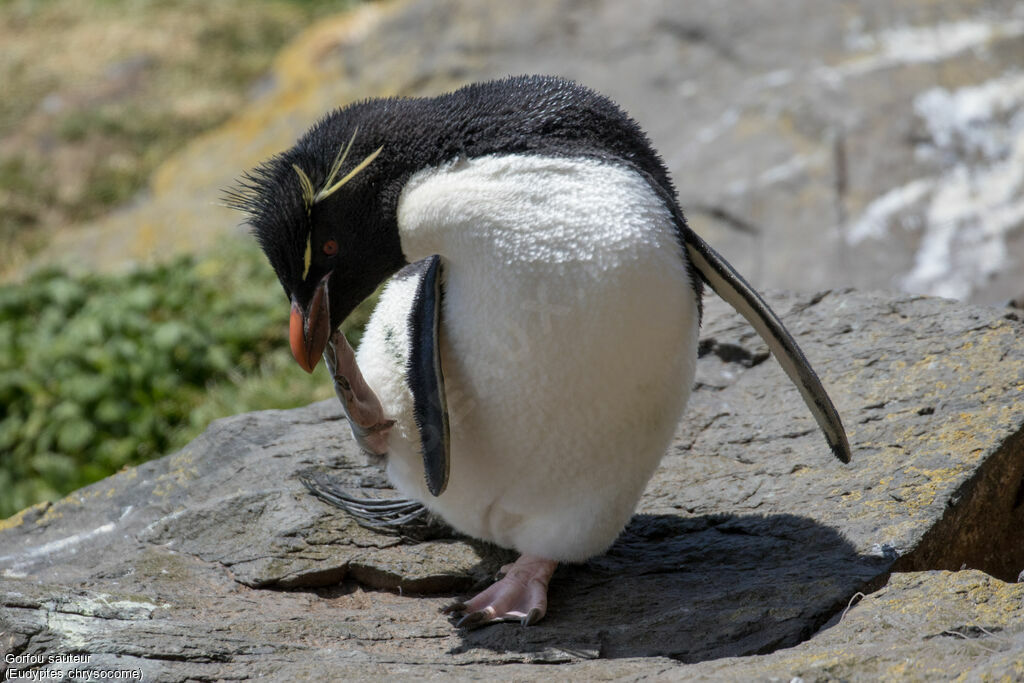 Southern Rockhopper Penguin