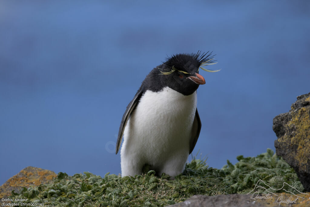 Southern Rockhopper Penguin