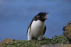 Southern Rockhopper Penguin