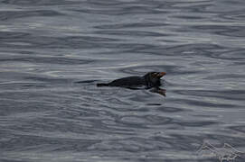 Southern Rockhopper Penguin