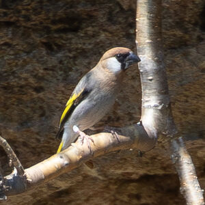 Grand-verdier d'Arabie