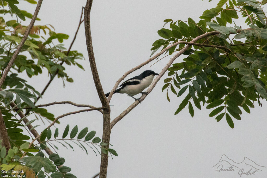 Tropical Boubouadult breeding