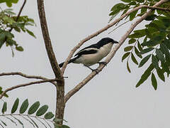 Tropical Boubou