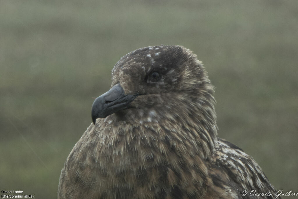 Great Skua, close-up portrait