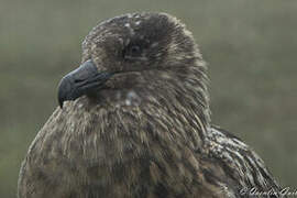 Great Skua