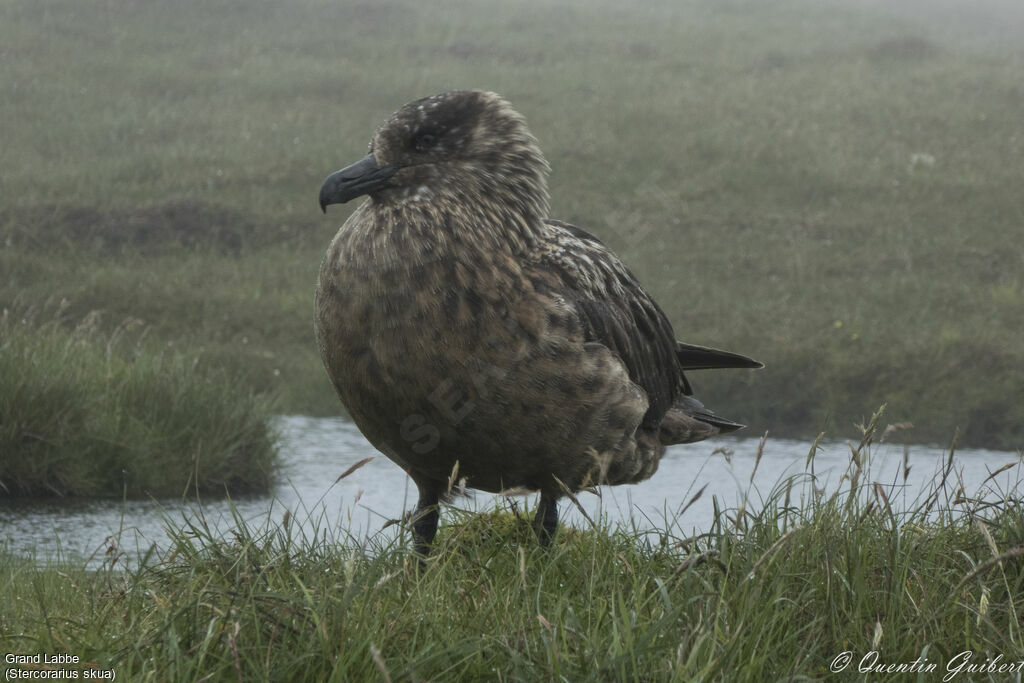 Great Skua, identification, habitat