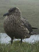 Great Skua