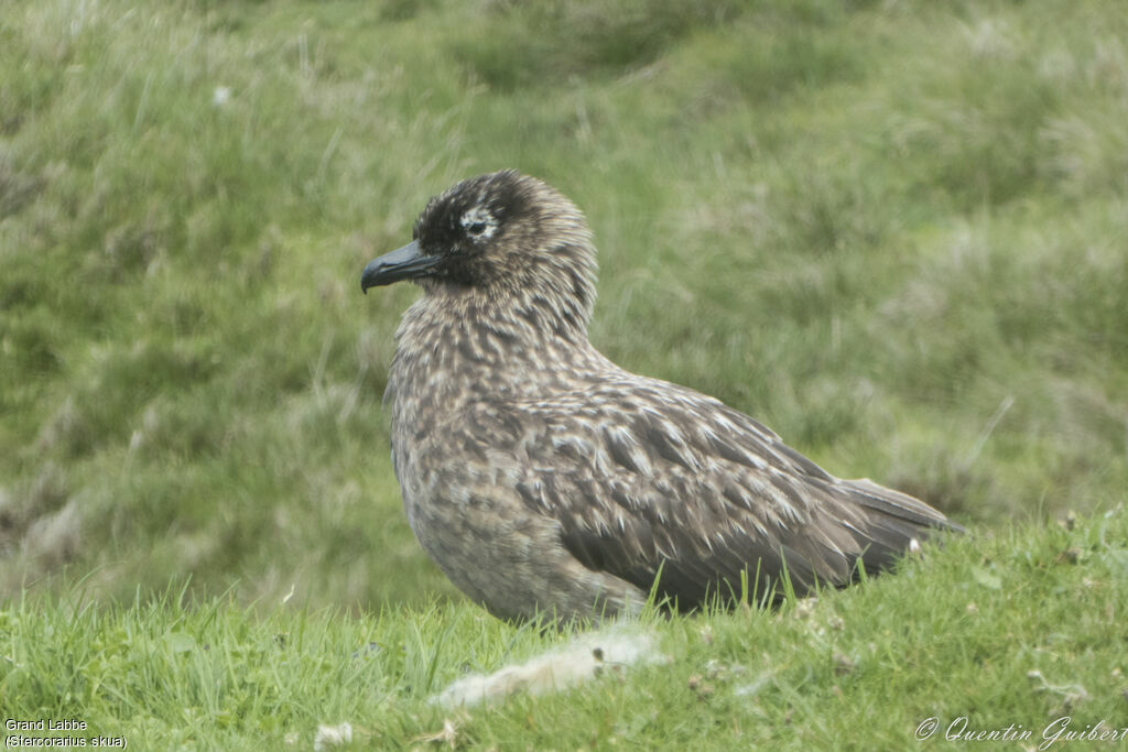 Great Skua, identification