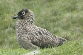 Great Skua