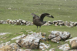 Great Skua