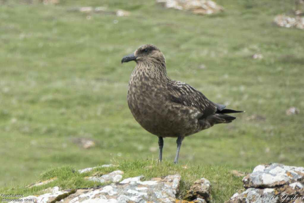 Grand Labbe, identification