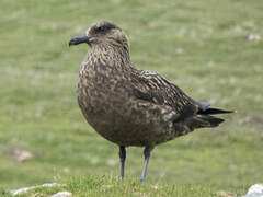 Great Skua