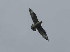 Great Skua