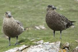 Great Skua