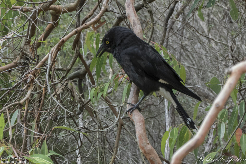 Pied Currawong