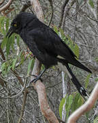 Pied Currawong