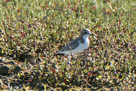 Red-capped Plover