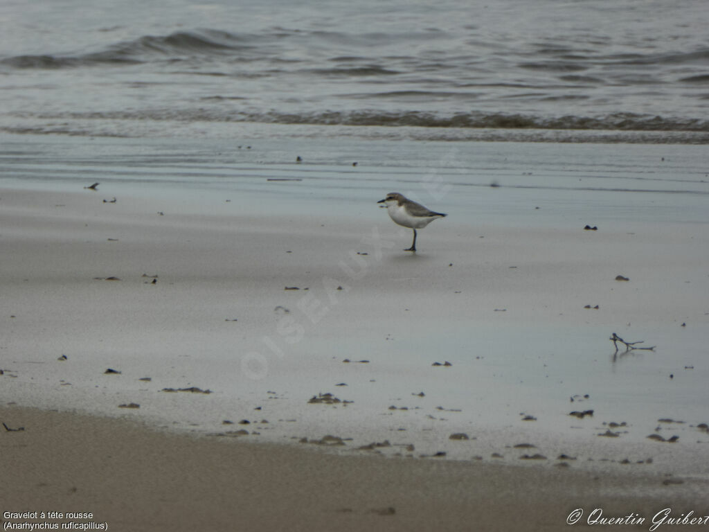 Red-capped Plover, habitat