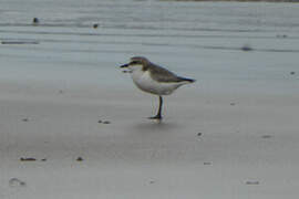 Red-capped Plover