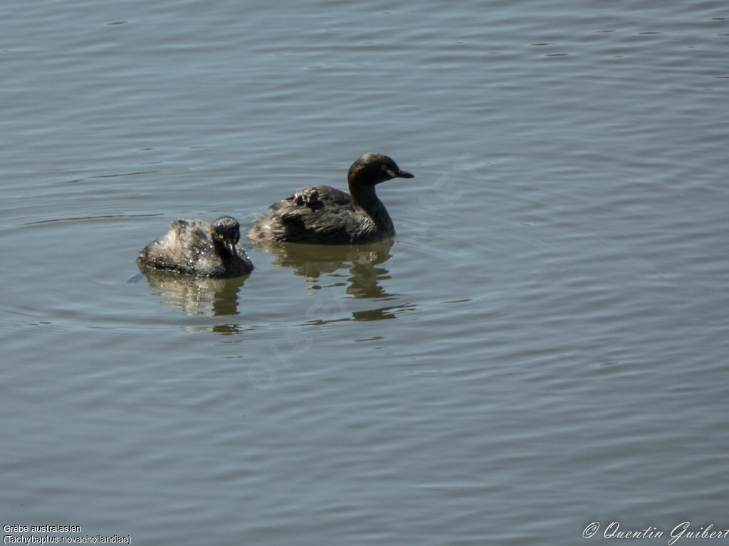 Australasian Grebe, identification, Reproduction-nesting