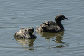 Australasian Grebe