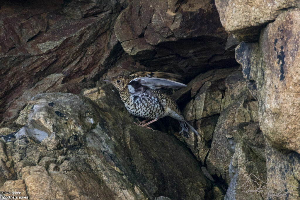 White's Thrush