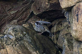 White's Thrush