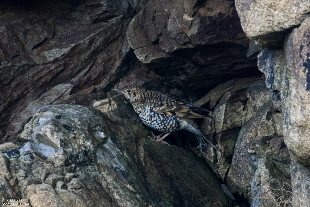 White's Thrush