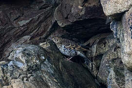 White's Thrush