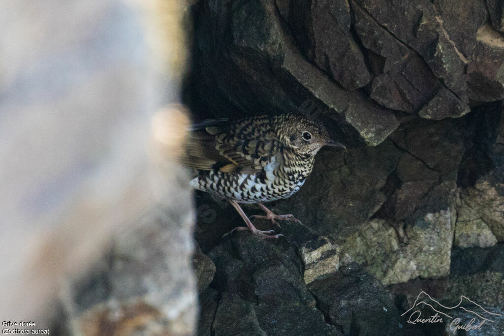 White's Thrush