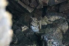 White's Thrush