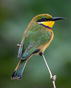 Blue-breasted Bee-eater