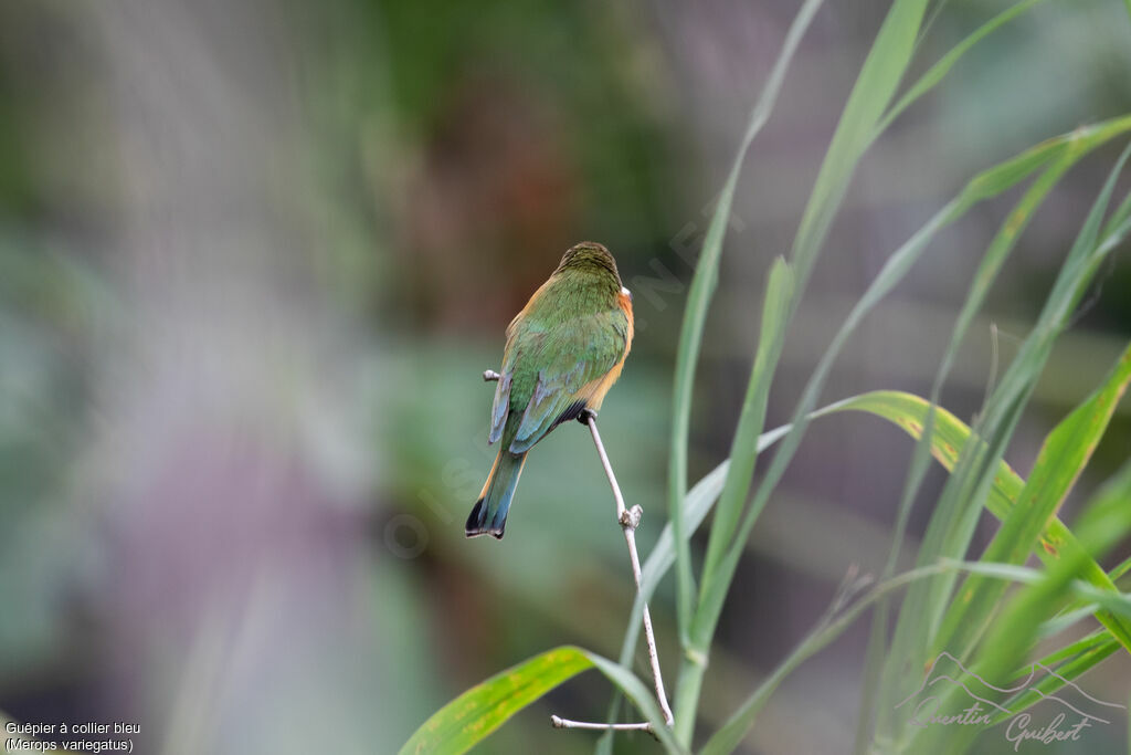 Blue-breasted Bee-eateradult breeding