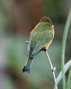 Blue-breasted Bee-eater