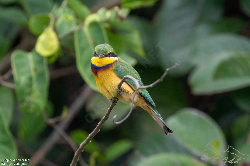 Blue-breasted Bee-eater