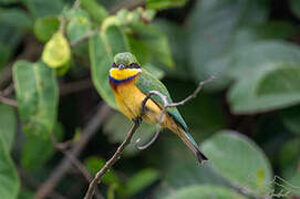 Blue-breasted Bee-eater