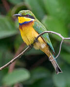 Blue-breasted Bee-eater