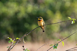 Blue-breasted Bee-eater