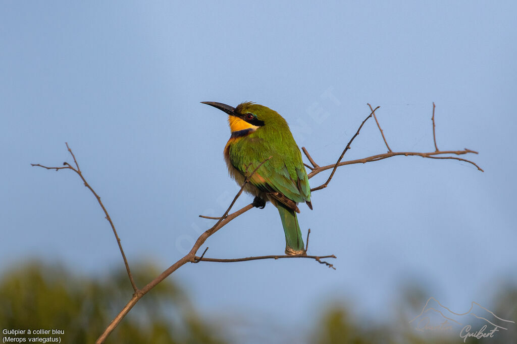 Blue-breasted Bee-eater