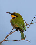 Blue-breasted Bee-eater